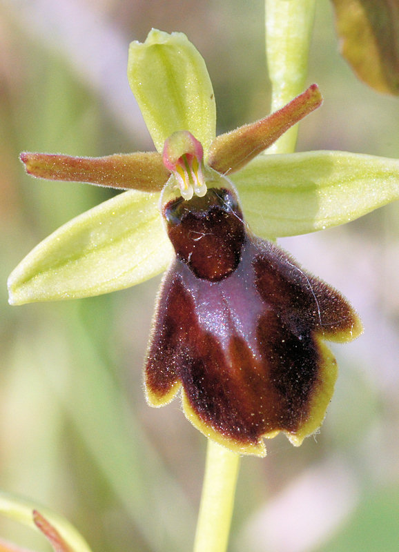 Hybride ophrys aranifera x Ophrys insectifera
