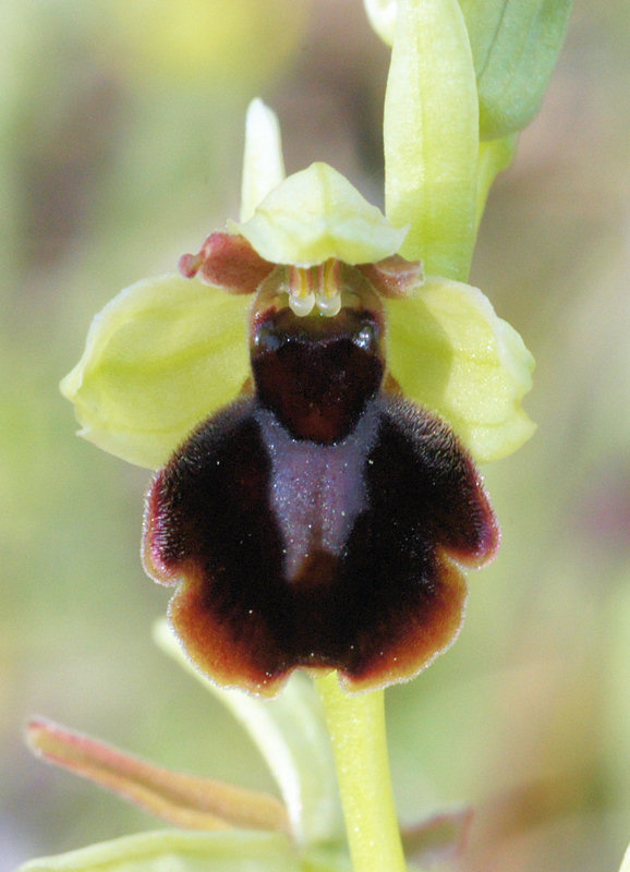 Hybride ophrys aranifera x Ophrys insectifera