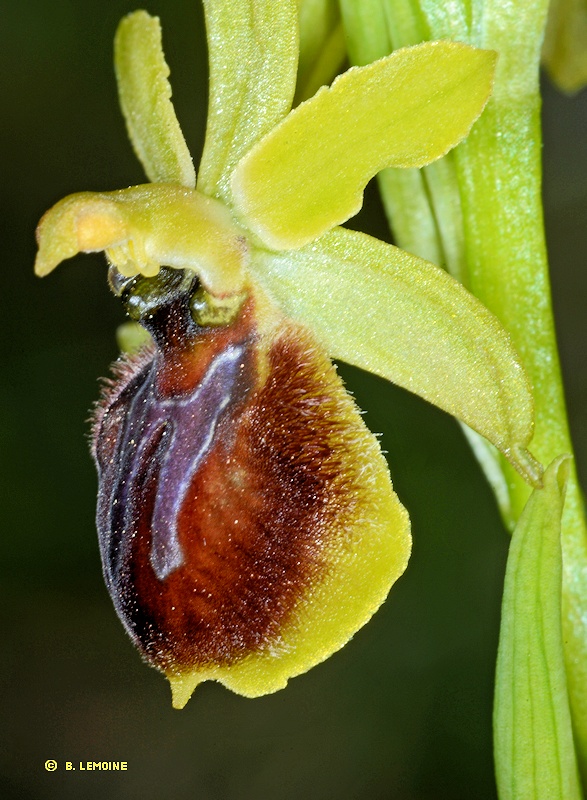 Hybride Ophrys araneola x Ophrys occidentalis