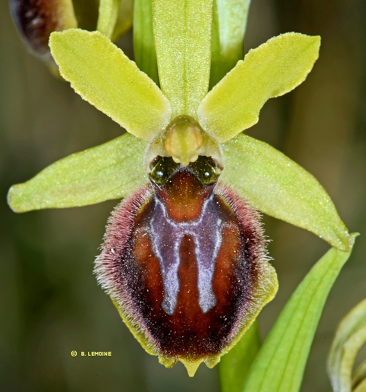 Hybride Ophrys araneola x Ophrys occidentalis
