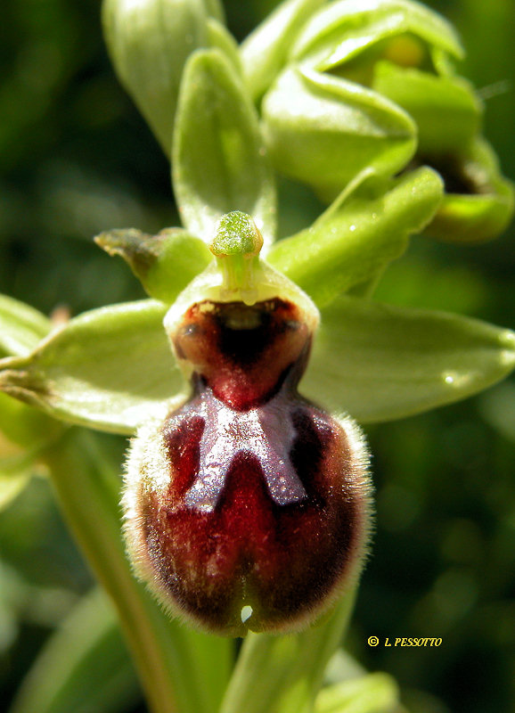 Hybride ophrys araneola x ophrys passionis