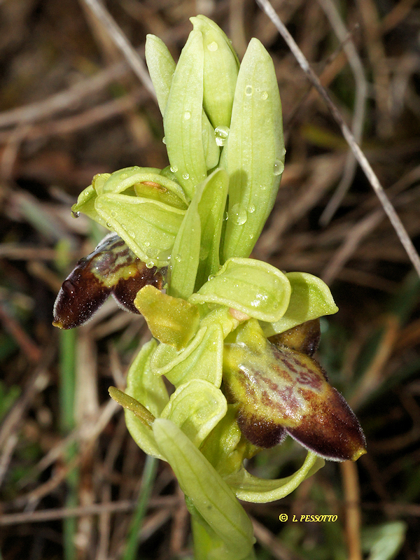 Hybride ophrys exaltata x ophrys forestieri