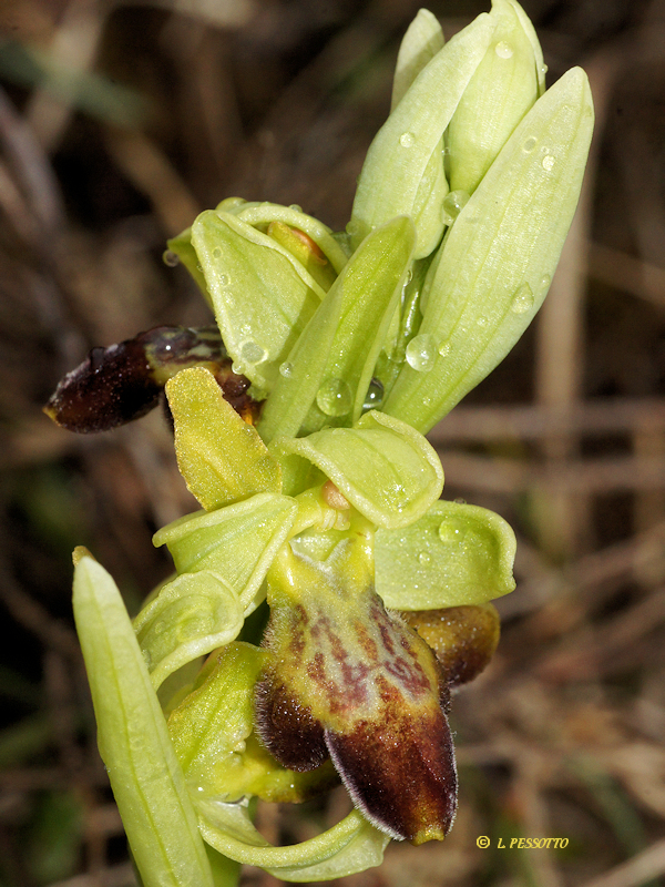 Hybride ophrys exaltata x ophrys forestieri