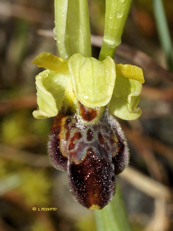 Hybride ophrys exaltata x ophrys forestieri