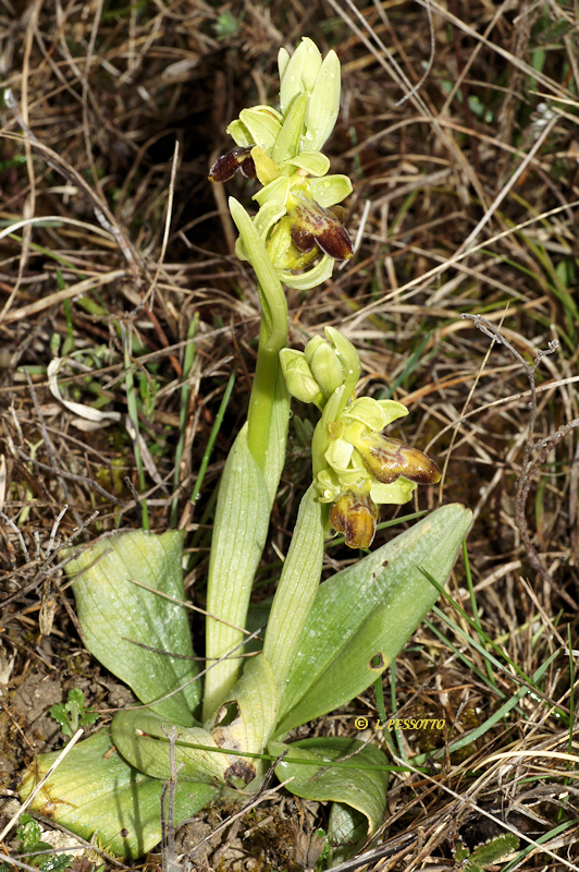 Hybride ophrys exaltata x ophrys forestieri