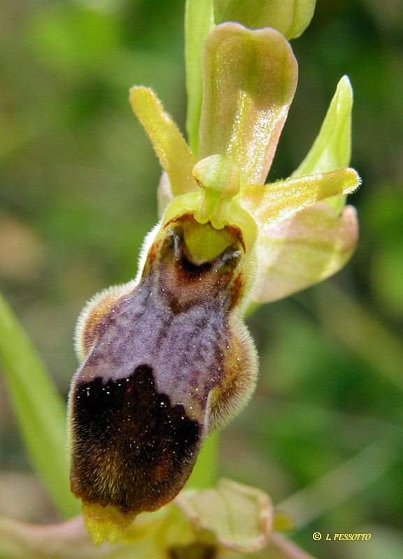 Hybride ophrys lutea x ophrys scolopax