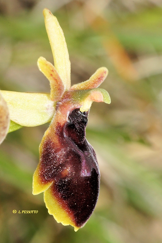 Ophrys aymoninii x Ophrys passionis