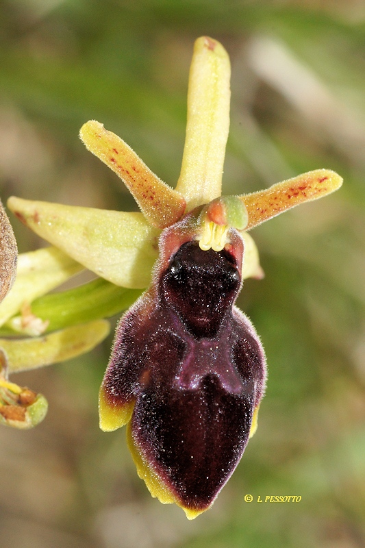 Ophrys aymoninii x Ophrys passionis