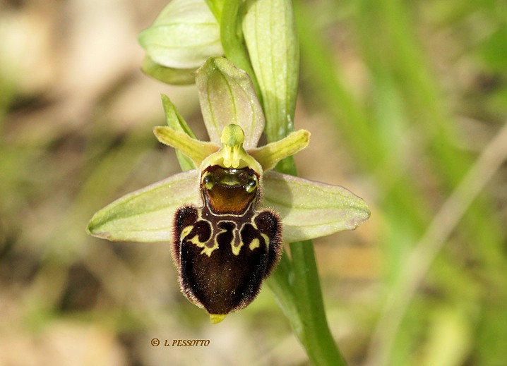 Hybride ophrys occidentalis x Ophrys scolopax