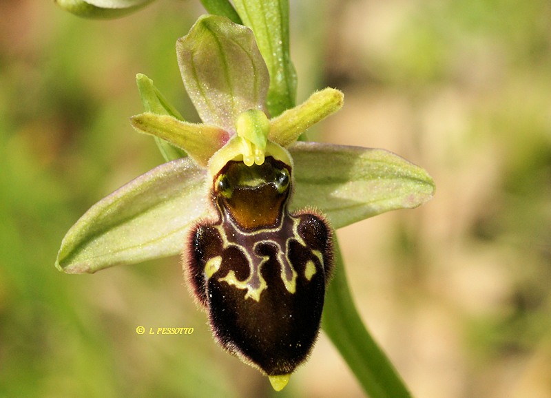 Hybride ophrys occidentalis x Ophrys scolopax