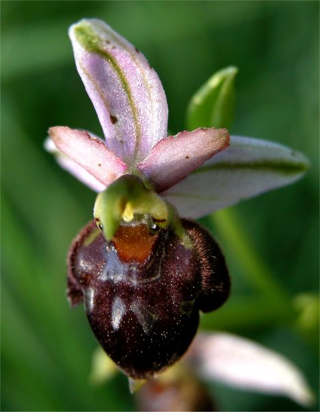 Hybride Ophrys passionis x Ophrys scolopax