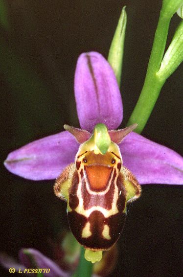 Ophrys apifera x ophrys scolopax fleur