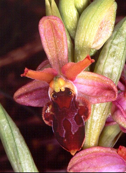 Hybride ophrys araneola x scolopax