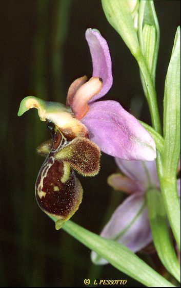 hybride Ophrys aveyronensis x scolopax