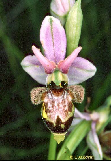 hybride Ophrys aveyronensis x scolopax