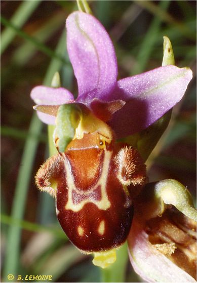 Ophrys aegirtica x ophrys apifera fleur