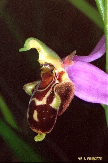Ophrys apifera x ophrys scolopax fleur profil