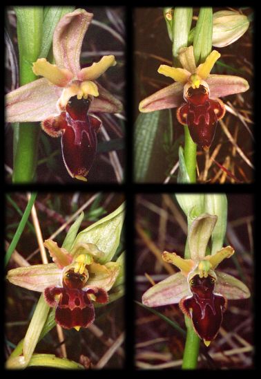Hybrides ophrys araneola x scolopax
