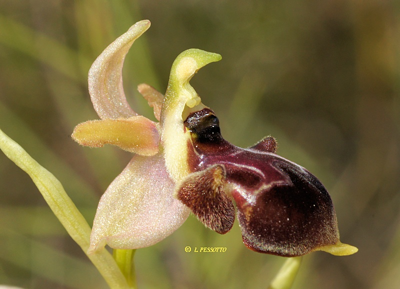 Ophrys exaltata x Ophrys scolopax