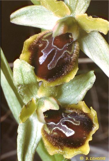 Hybride ophrys lutea x ophrys sphegodes
