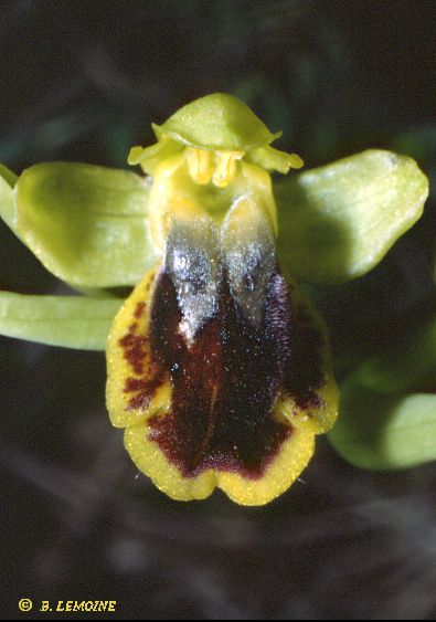 Hybride ophrys lutea x ophrys sulcata