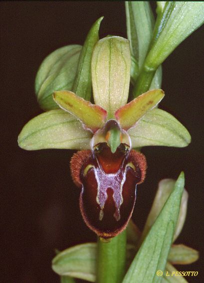 Hybride ophrys aranifera x scolopax 