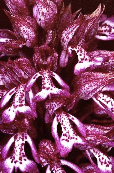 Hybride orchis militaris x purpurea