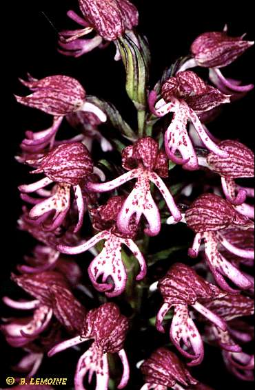 Hybride orchis purpurea x orchis simia