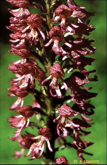 Hybride orchis purpurea x orchis simia
