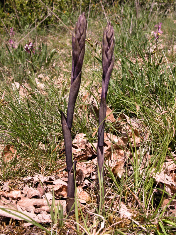 Limodorum abortivum - Limodore  feuilles avortes