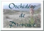 logo orchidees de provence.jpg (3791 octets)