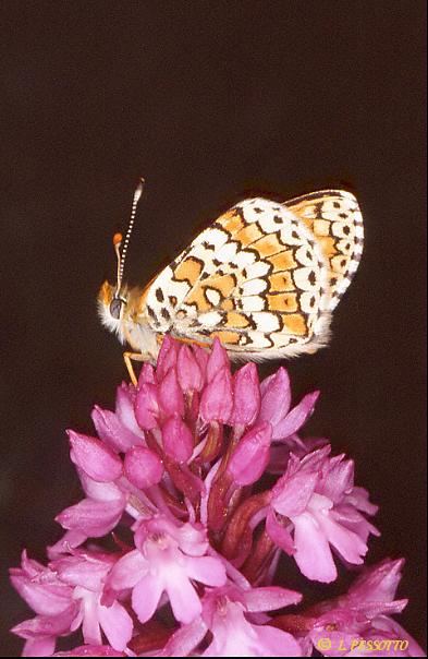 Melitaea cinxia - la M�lit�e du Plantain