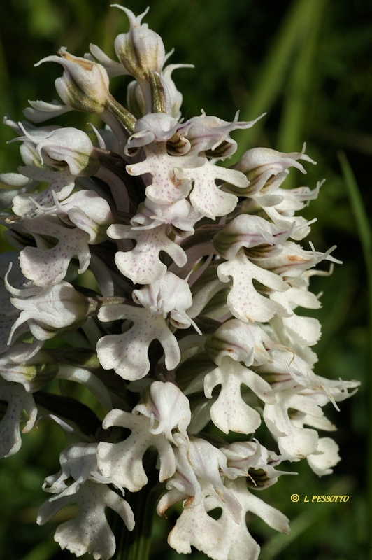 Neotinea conica - Orchis conique