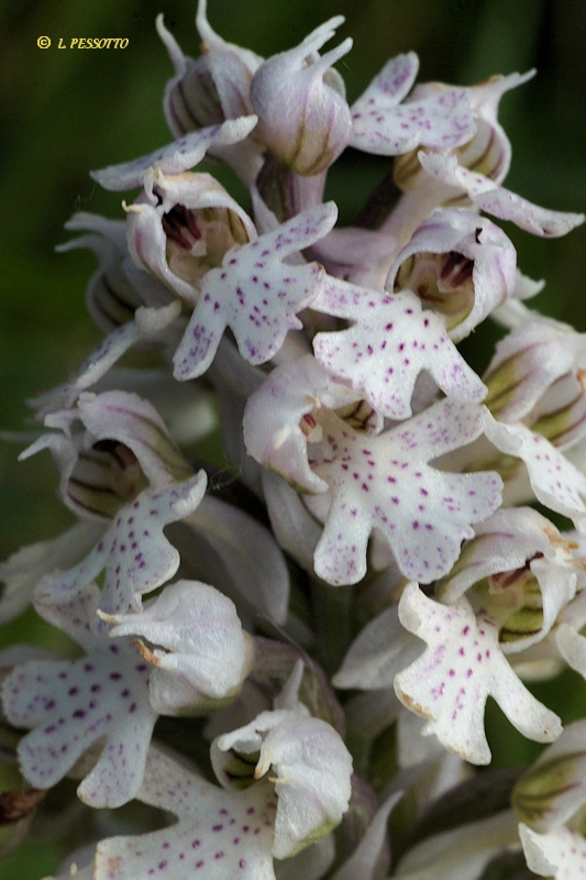 Neotinea conica - Orchis conique