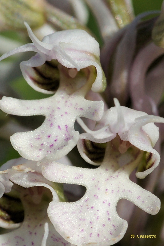 Neotinea conica - Orchis conique