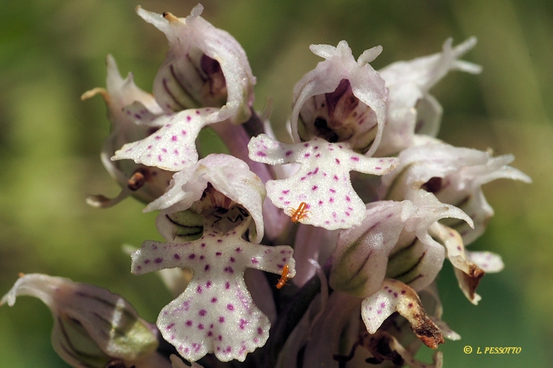 Neotinea conica - Orchis conique