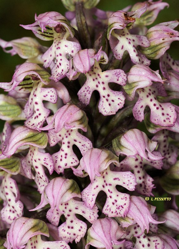 Neotinea lactea - Orchis couleur de lait