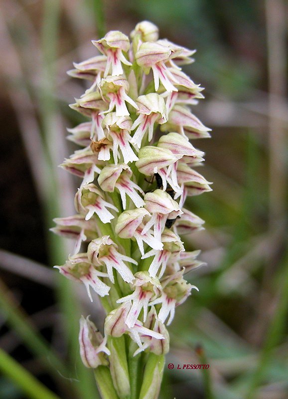 Neotinea maculata - Orchis macul�