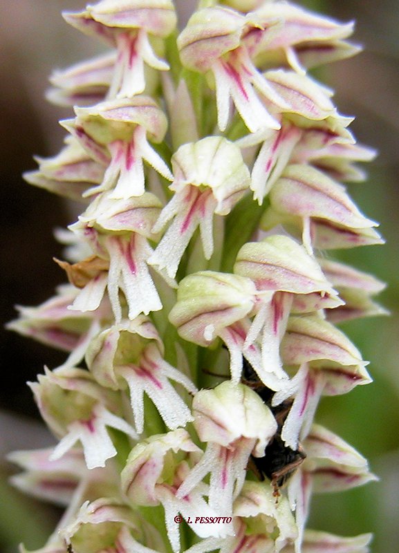 Neotinea maculata - Orchis macul�