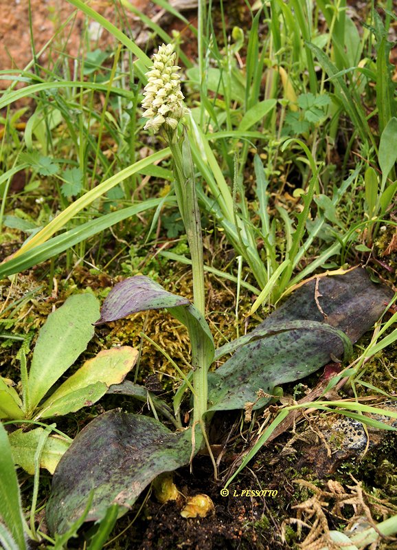 Neotinea maculata - Orchis macul�