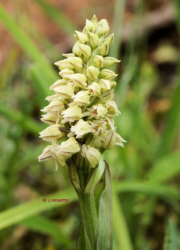 Neotinea maculata - Orchis macul�