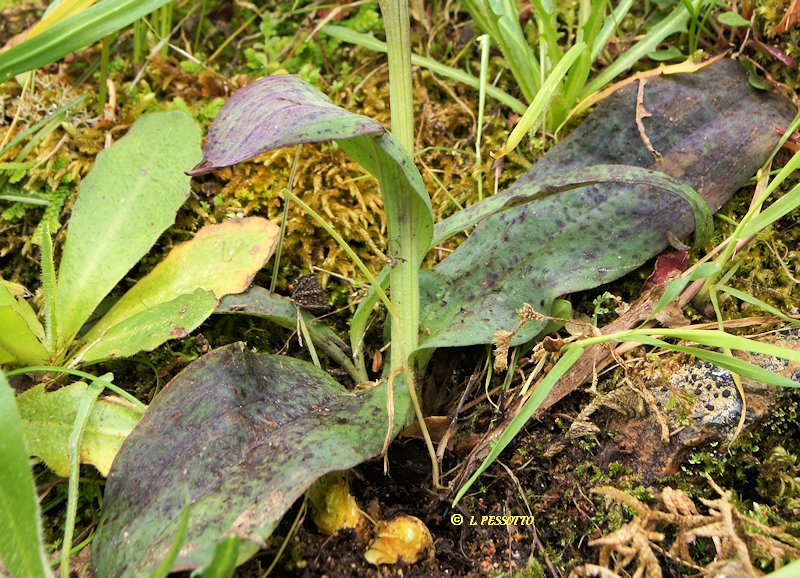 Neotinea maculata - Orchis macul�