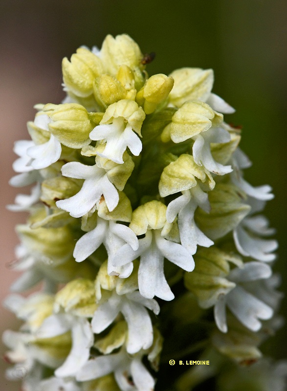 Neotinea ustulata - Orchis brl