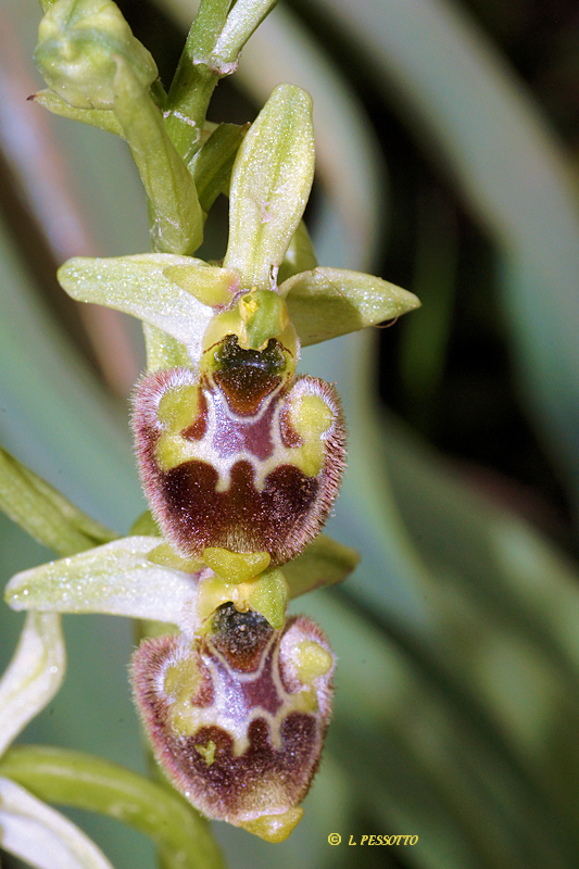 Ophrys annae - Ophrys d'Anne