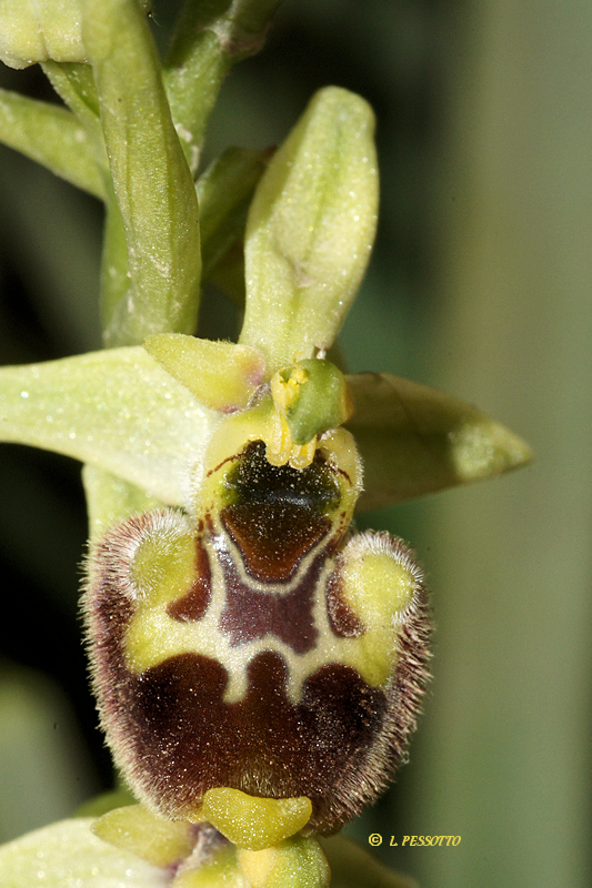 Ophrys annae - Ophrys d'Anne