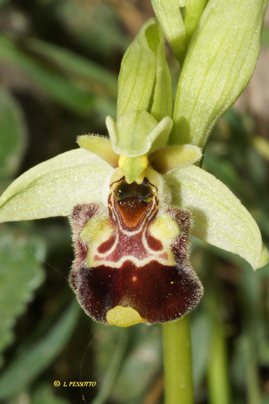 Ophrys annae - Ophrys d'Anne