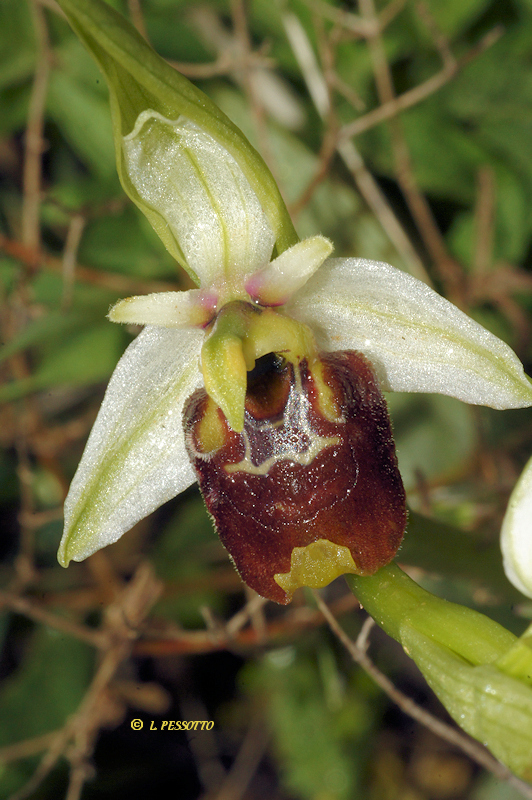 Ophrys annae - Ophrys d'Anne