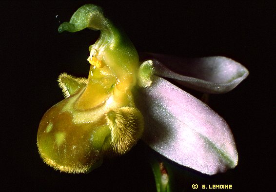 Ophrys apifera - Ophrys abeille