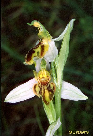 ophrys apifera trollii