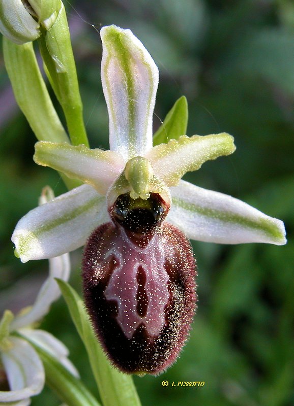Résultat de recherche d'images pour "ophrys arachnitiformis"